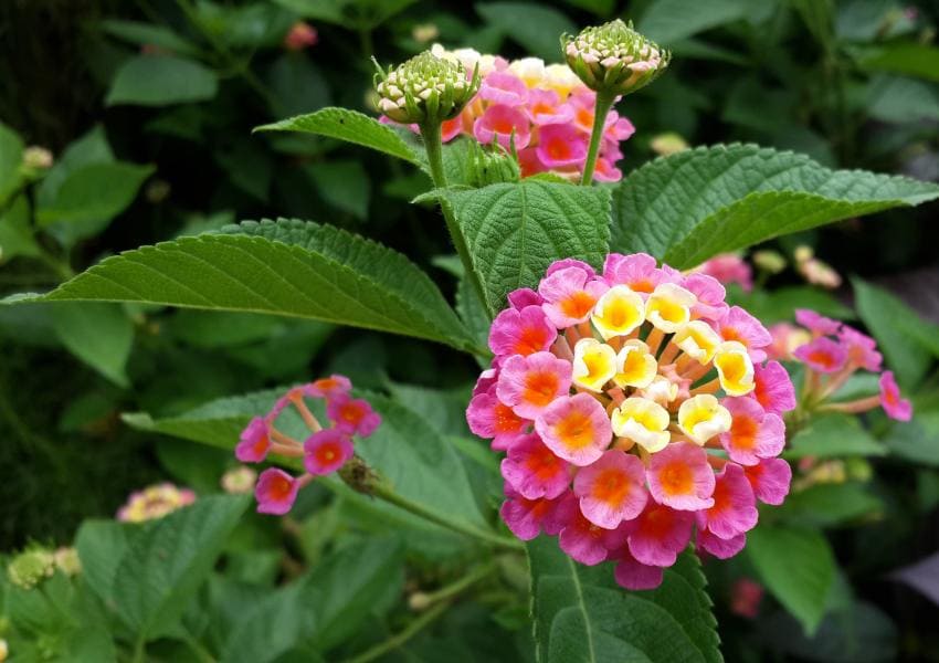 Lantana Plant