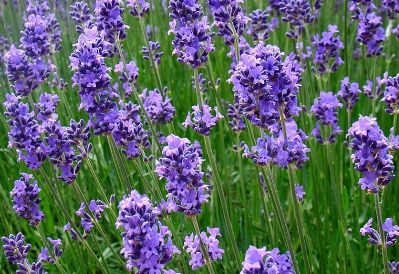 Lavender Plant