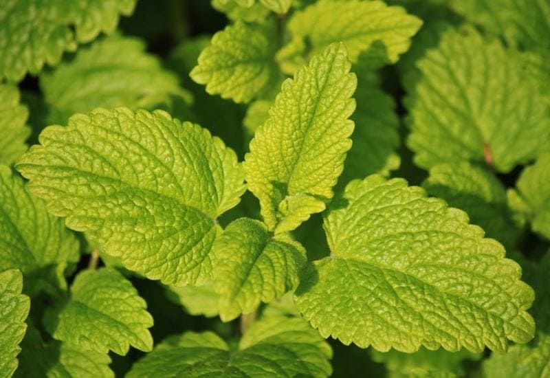 Lemon Balm