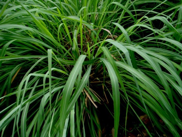 Lemon Grass