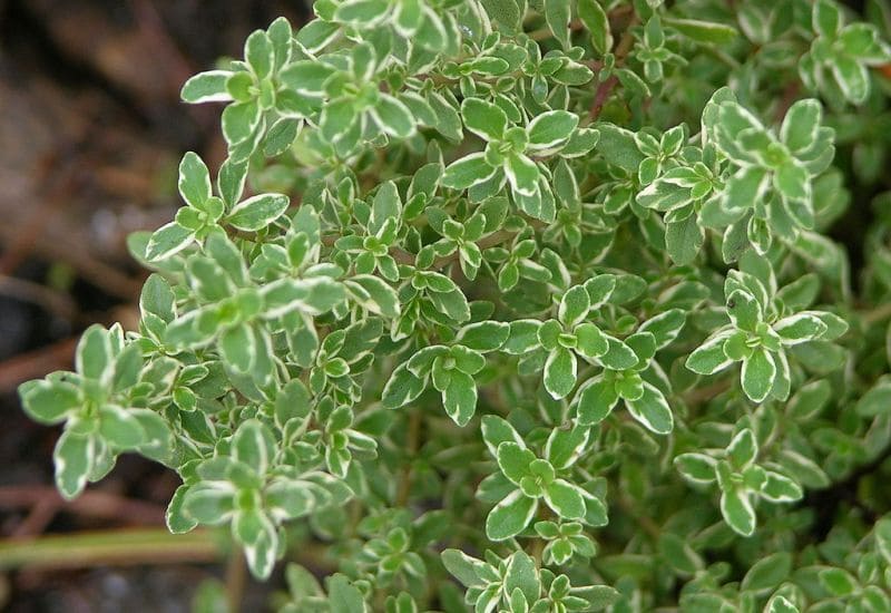 Lemon Thyme Plant