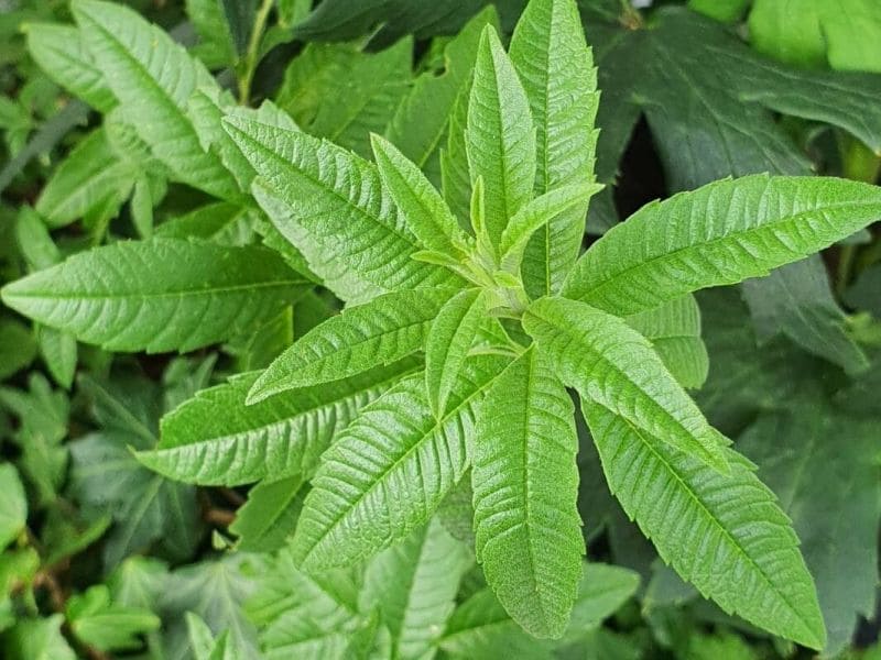 Lemon Verbena Plant