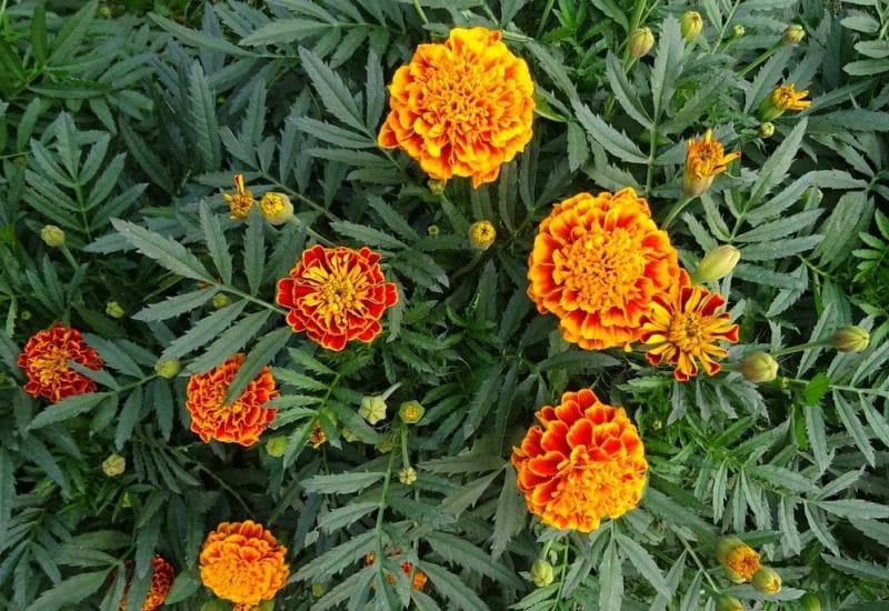 Marigold Plant