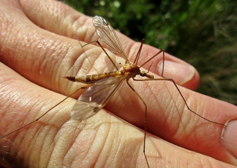 How to Get Rid of Mosquito Eaters