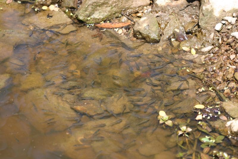 Mosquito Fish (Gambusia affinis)