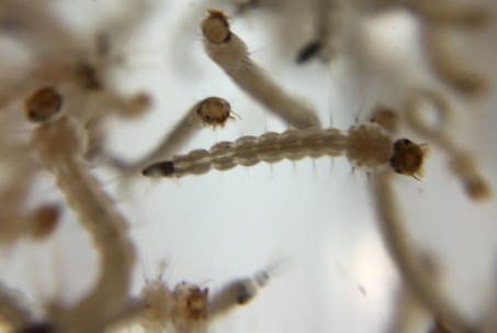 Mosquito Larvae