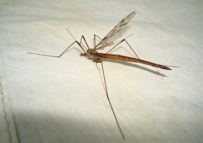 Mosquito eaters Crane Fly