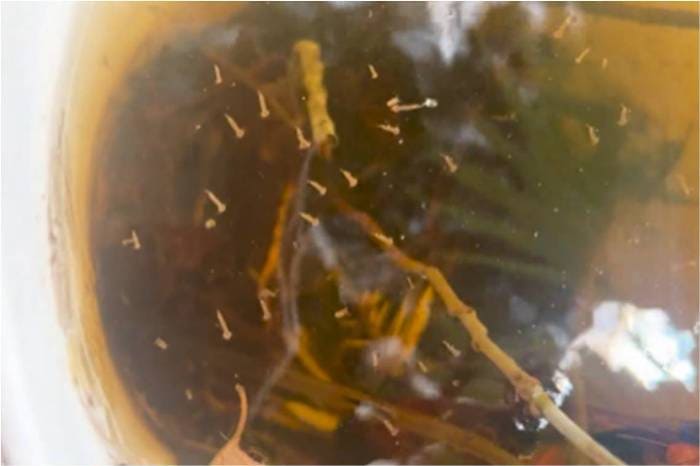 Mosquito larvae found in uncovered container