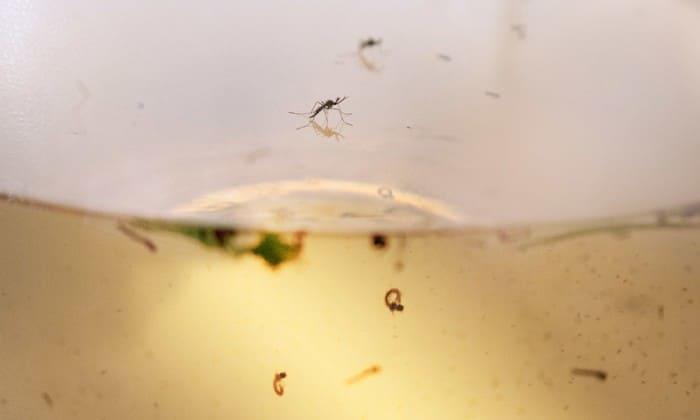 Mosquito larvae in standing water