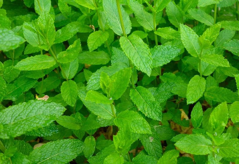 Peppermint Plant