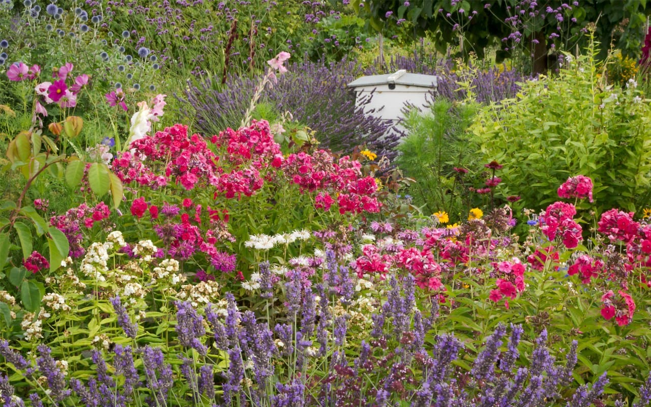 Perennial Plants that Repel Mosquitoes