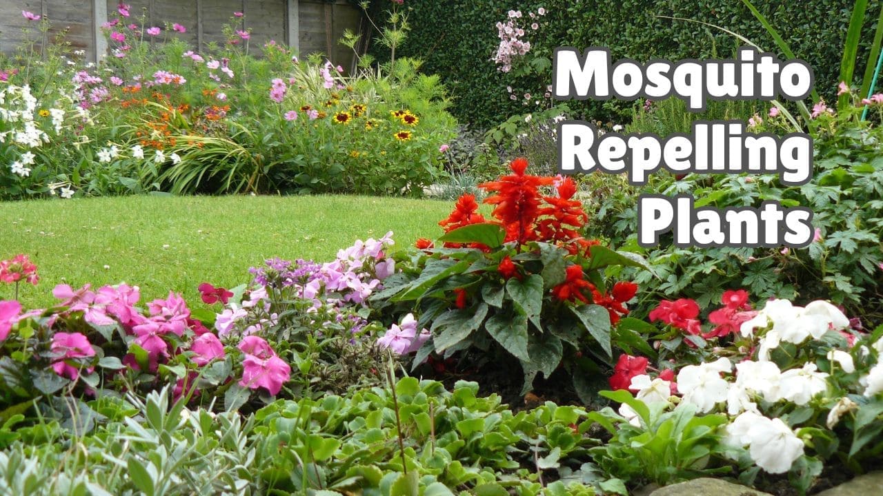 Plants that keep mosquitoes away