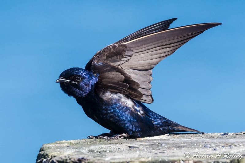 Purple Martin