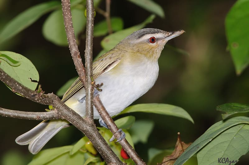 Red-eyed Vireo