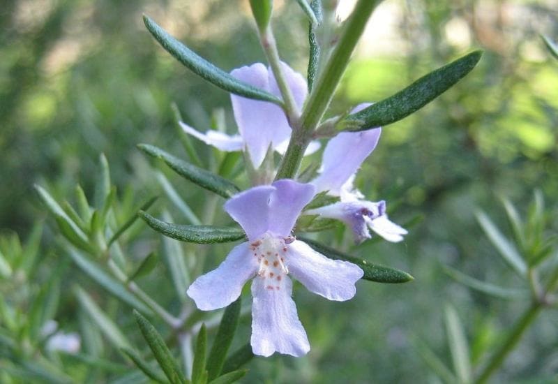 Rosemary Plant