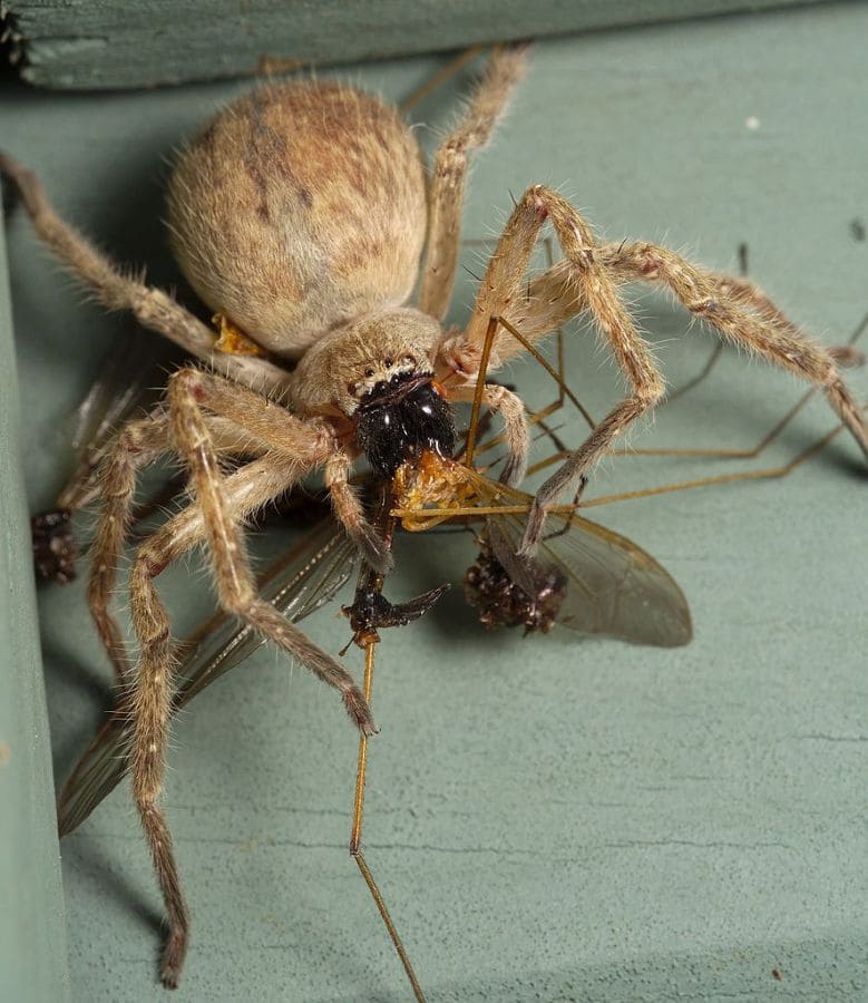 Spider eating a Mosquito eater (Crane fly)