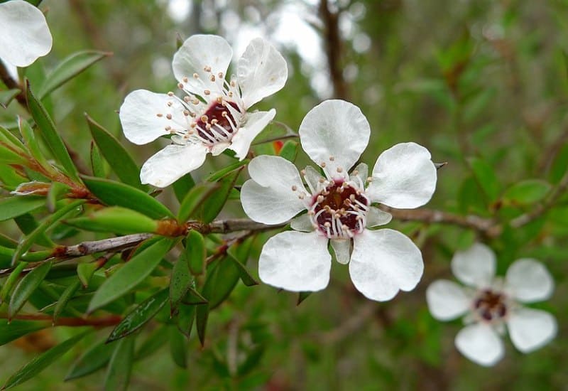 Tea Tree Plant