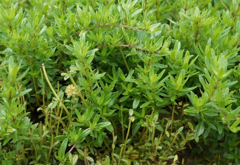 Thyme Plant