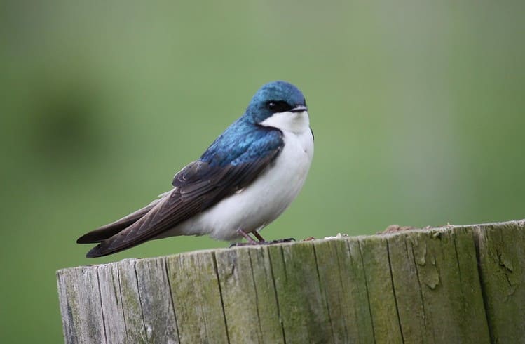 Tree Swallow