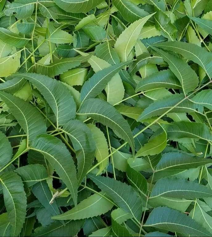 Use Neem leaves as mosquito repellent