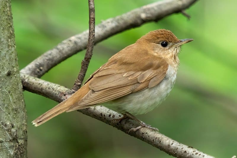 Veery