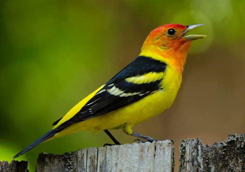 Western Tanager