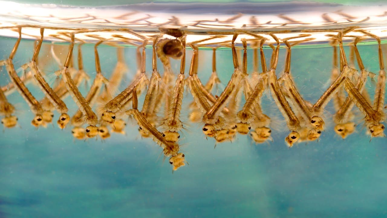 What does Mosquito Larvae look like in Water