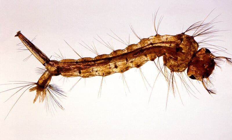 What does Mosquito Larvae look like