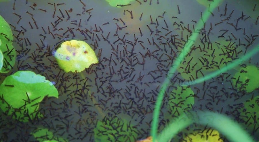 Mosquito larvae in water