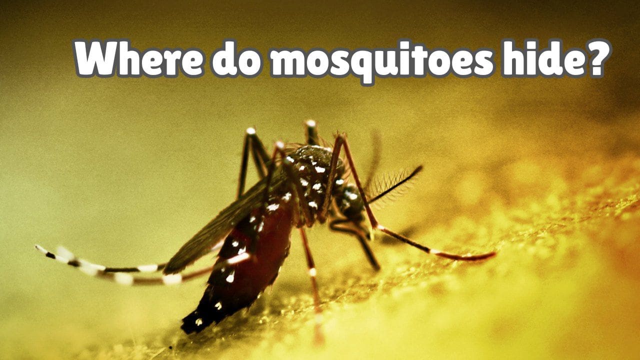 Where do mosquitoes hide