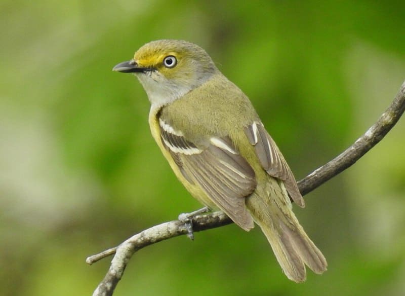 White-eyed Vireo