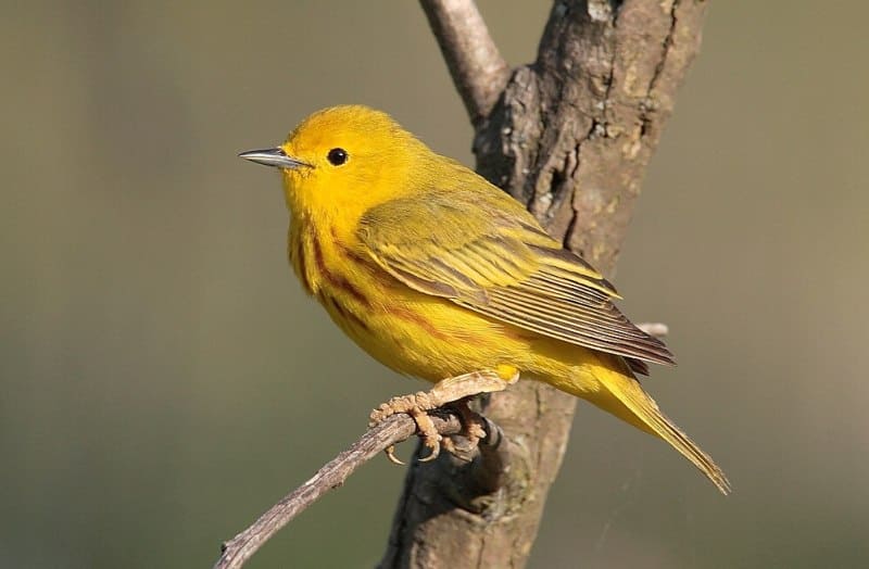 Yellow Warbler