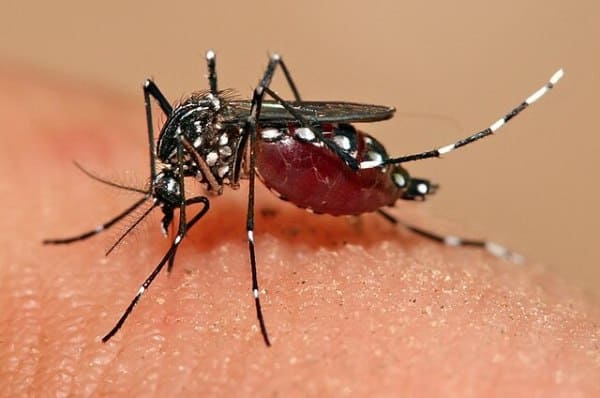 Aedes aegypti (Yellow fever)