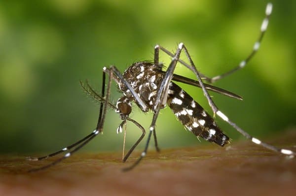 Aedes albopictus (Asian Tiger Mosquito)