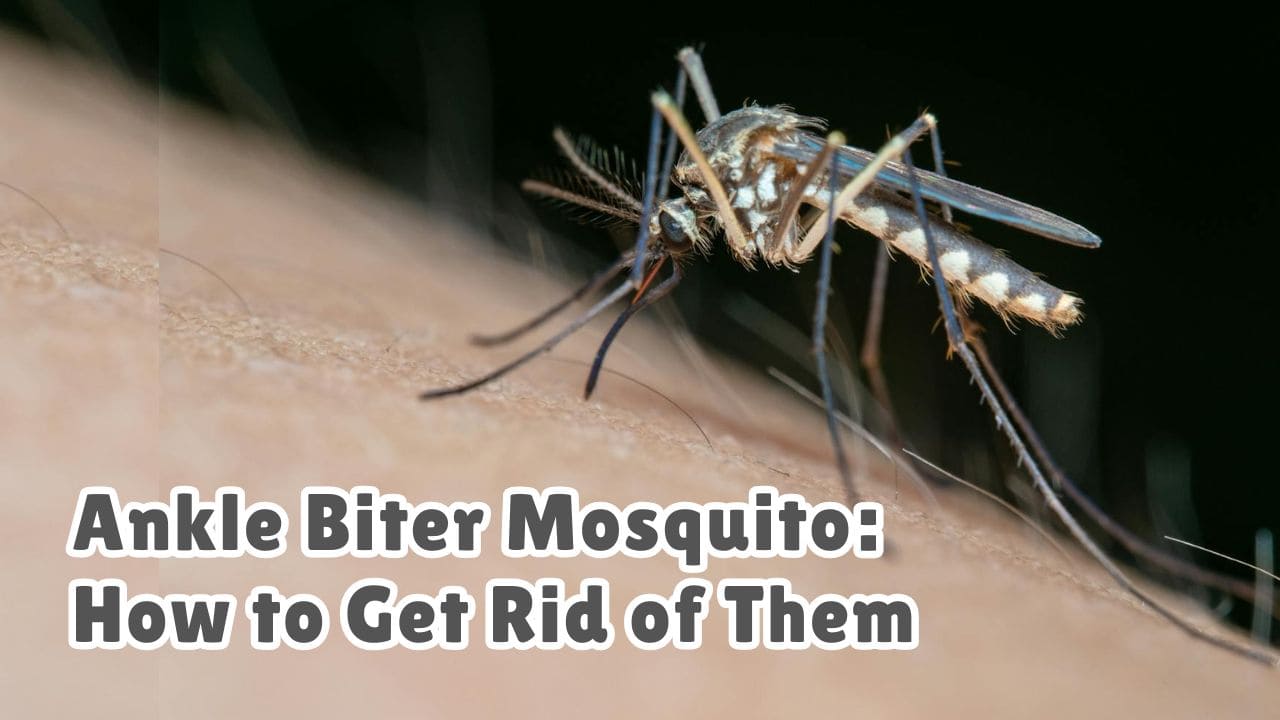 Ankle Biter Mosquito​ How to Get Rid of Them