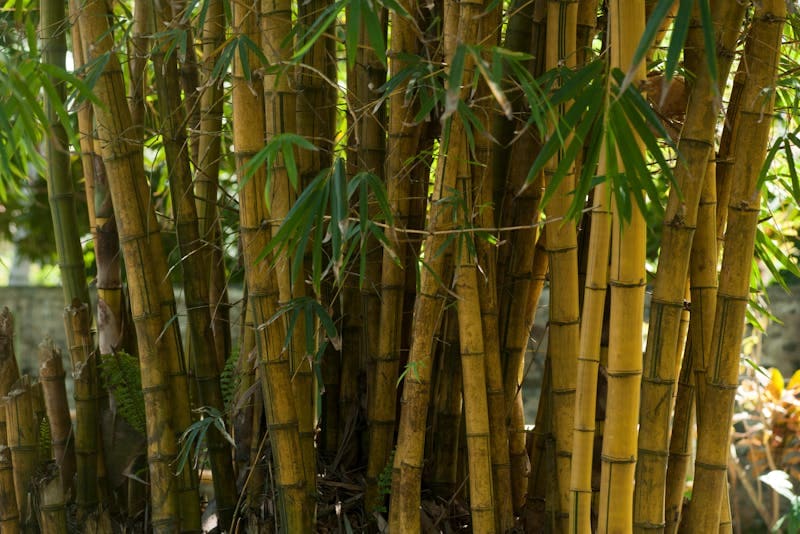 Bamboo Trees (Bambusoideae)