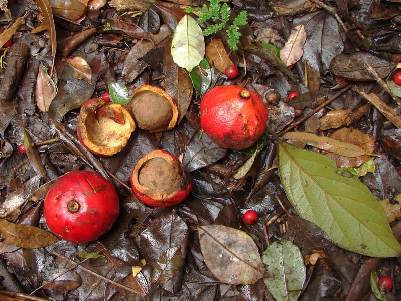 Decaying fruit and organic matter