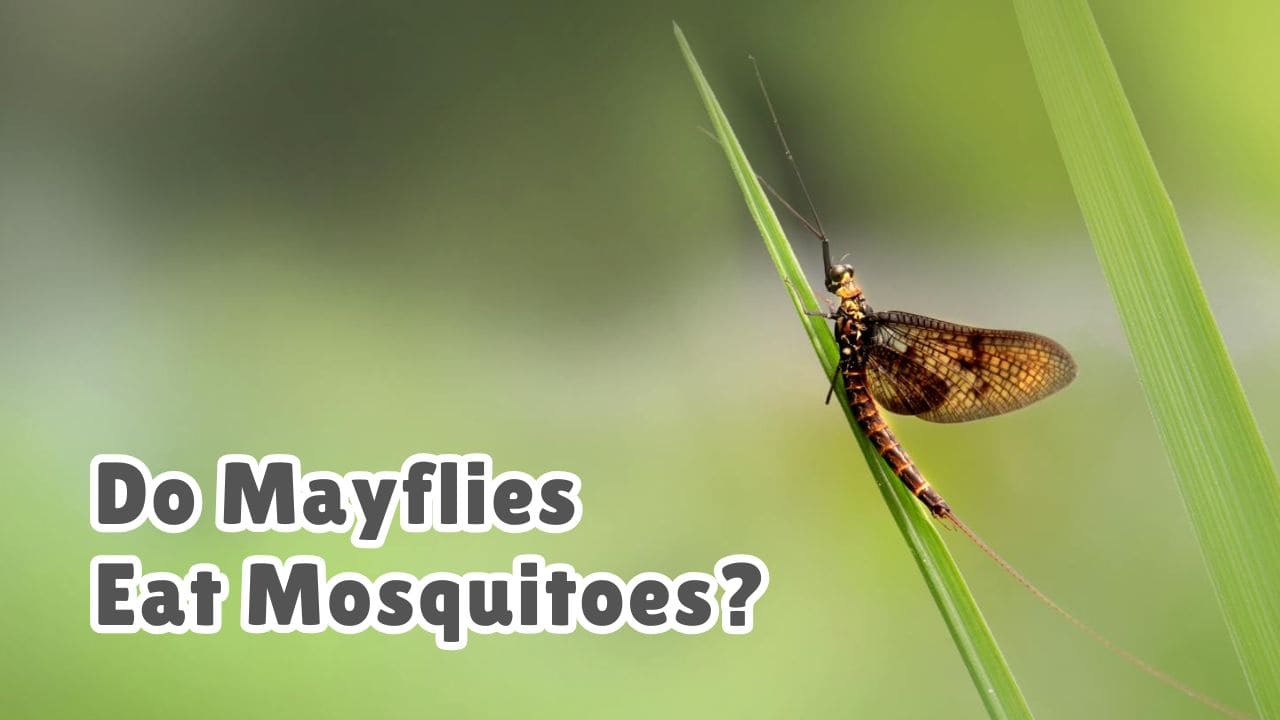 Do Mayflies eat mosquitoes