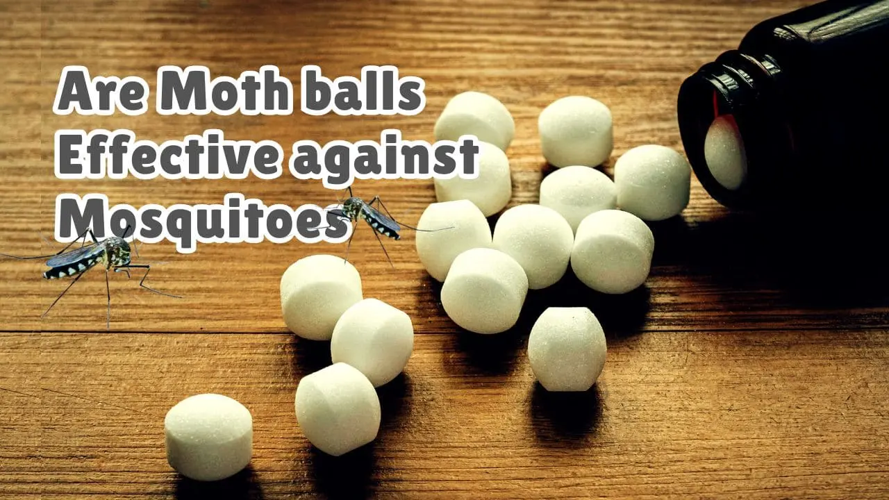 Do Moth Balls Keep Mosquitoes Away