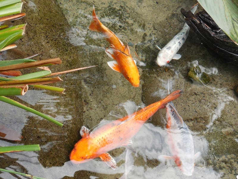 Do goldfish eat mosquito larvae