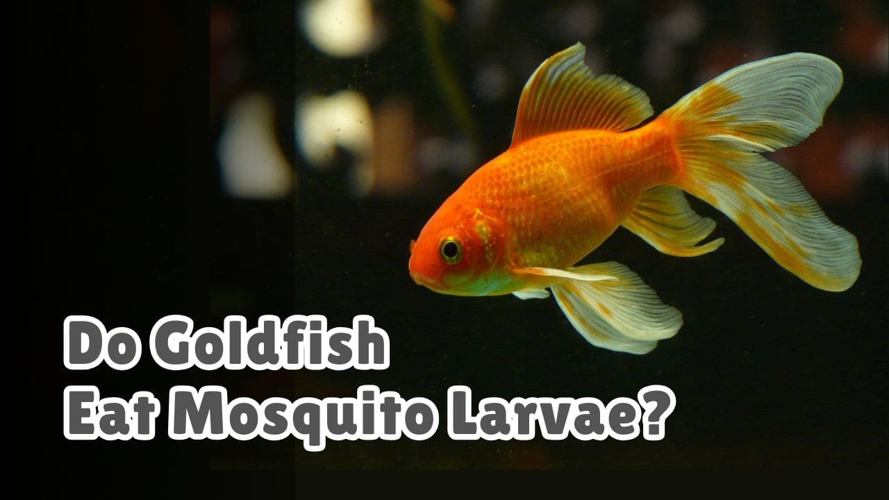 Do goldfish eat mosquito larvae