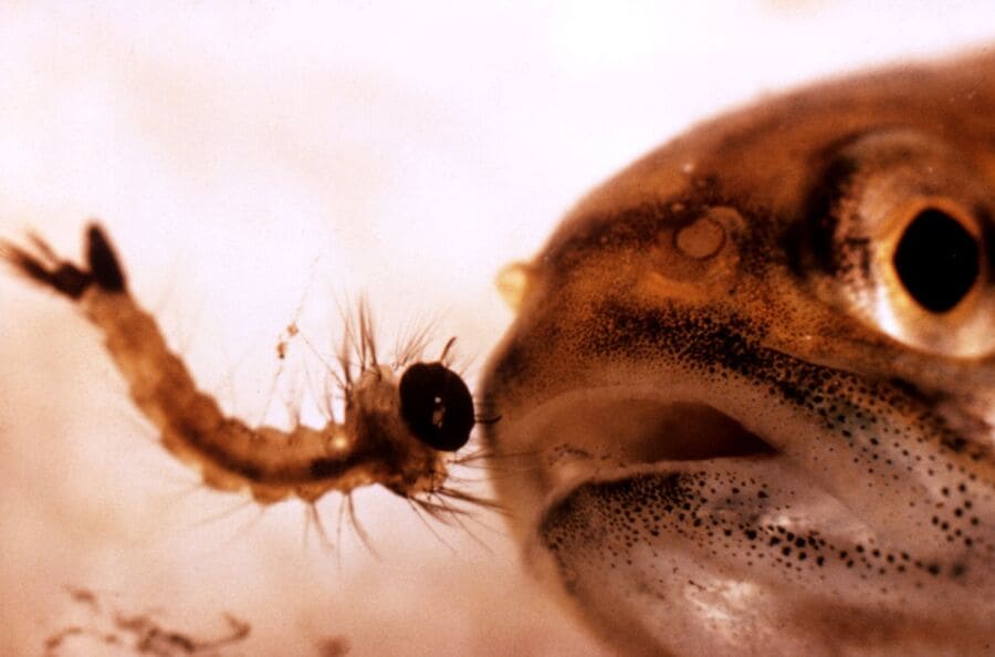 Gambusia Affinis - Mosquito fish