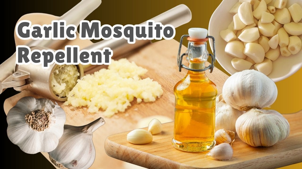 Garlic Mosquito Repellent