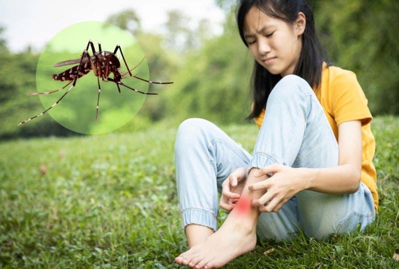 How to get rid of ankle biter mosquitoes​