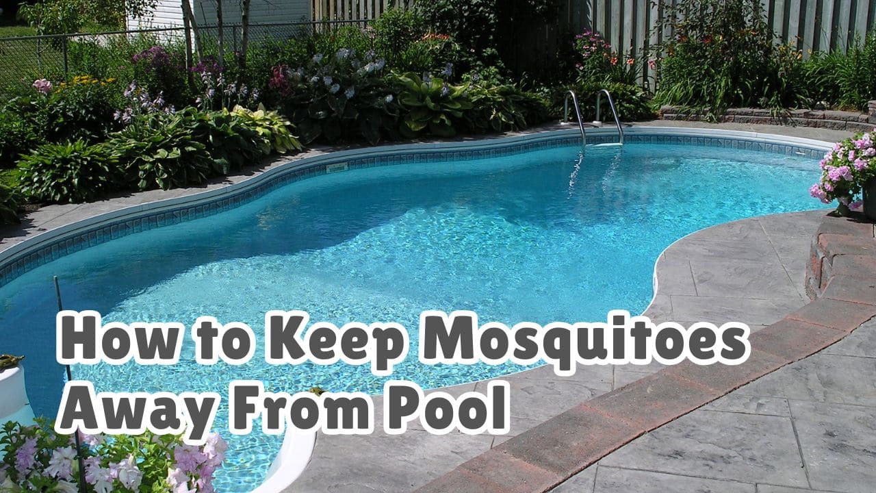 How to keep mosquitoes away from pool