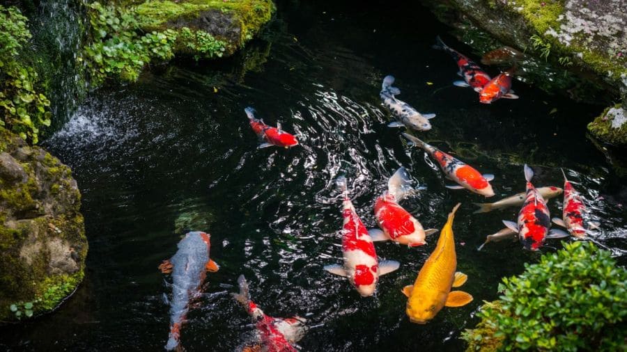 Mosquito larvae eating pond fish