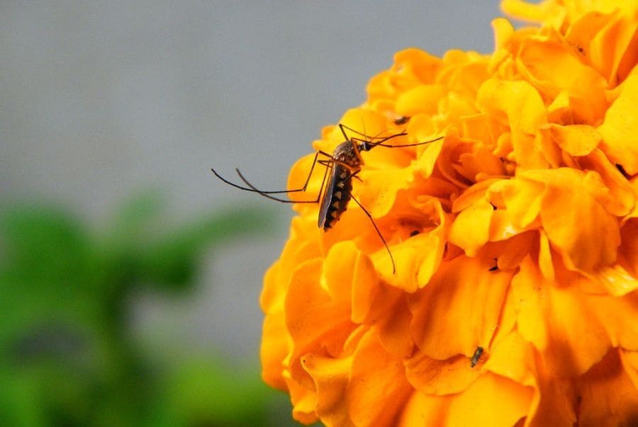 Mosquito on Flower