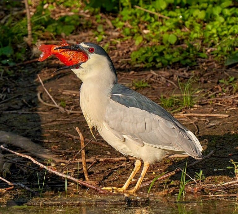 Night Heron eating goldfish