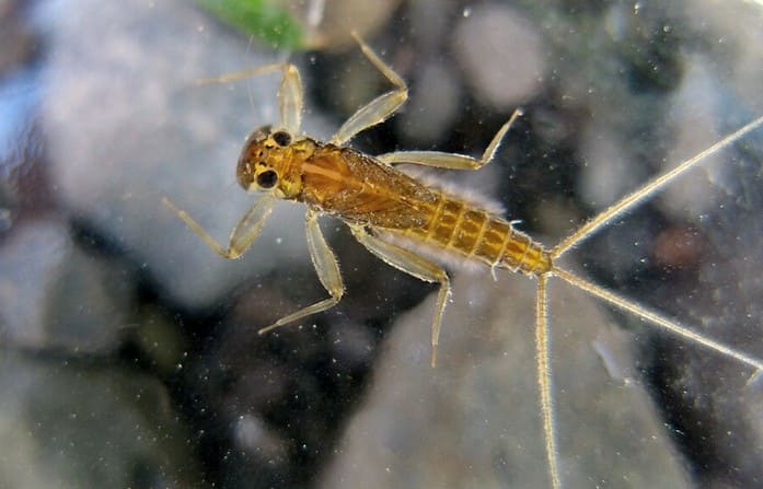 Nymph - Mayfly larvae