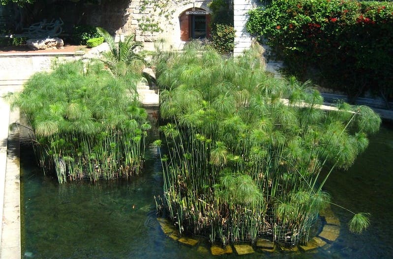 Papyrus (Cyperus papyrus)